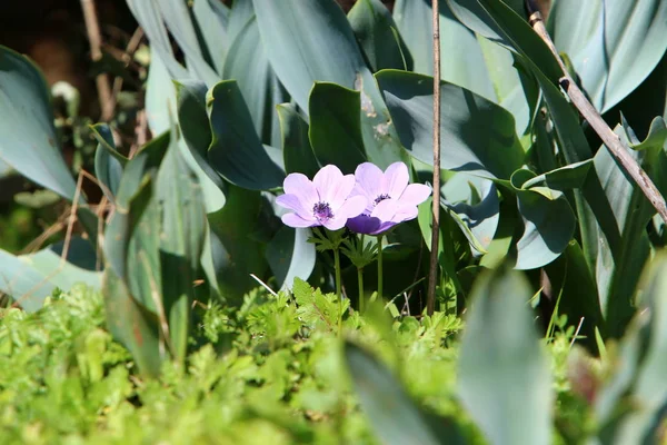 自然和鲜花的照片在以色列北部特写镜头 — 图库照片