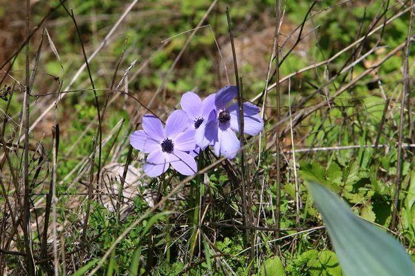 Foto Natur Och Blommor Norra Israel Närbild — Stockfoto