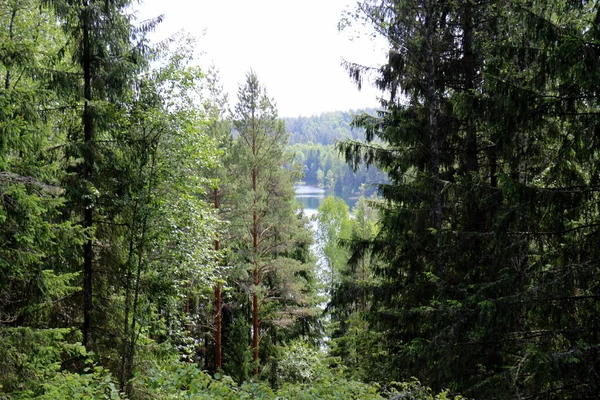 Fotografia Natura Kwiaty Północnym Izraelu Zbliżenie — Zdjęcie stockowe