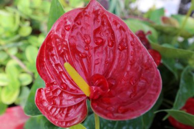 Doğa ve Kuzey İsrail closeup çiçek fotoğrafı 