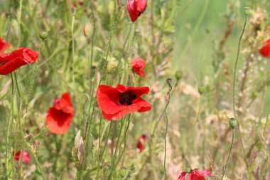 Doğa ve Kuzey İsrail closeup çiçek fotoğrafı 