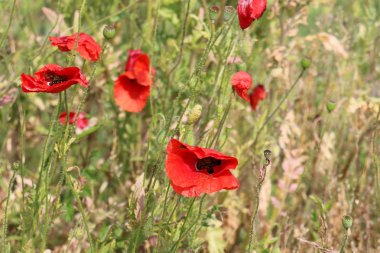Doğa ve Kuzey İsrail closeup çiçek fotoğrafı 