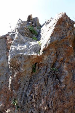 Ağaç ve otların çatlaklar dik kaya ve dağlarda büyüdü 