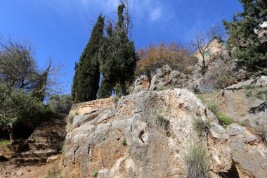 Ağaç ve otların çatlaklar dik kaya ve dağlarda büyüdü 