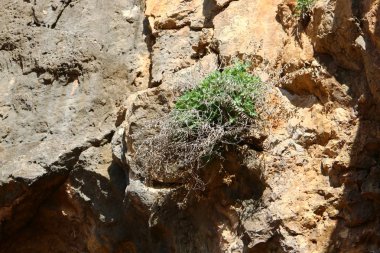 Ağaç ve otların çatlaklar dik kaya ve dağlarda büyüdü 