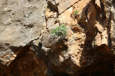 Ağaç ve otların çatlaklar dik kaya ve dağlarda büyüdü 