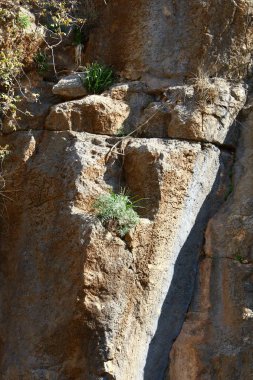 Ağaç ve otların çatlaklar dik kaya ve dağlarda büyüdü 