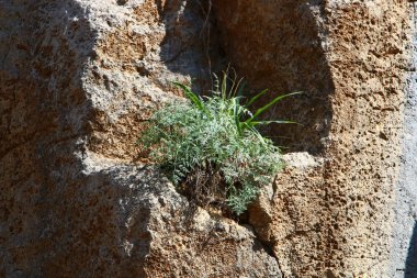 Ağaç ve otların çatlaklar dik kaya ve dağlarda büyüdü 