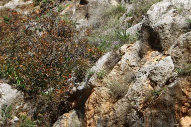 Ağaç ve otların çatlaklar dik kaya ve dağlarda büyüdü 