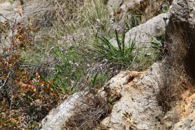 Ağaç ve otların çatlaklar dik kaya ve dağlarda büyüdü 