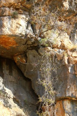 Ağaç ve otların çatlaklar dik kaya ve dağlarda büyüdü 