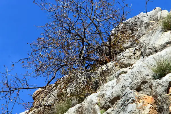 Stromy Tráva Rostla Trhlinách Strmých Skal Horách — Stock fotografie