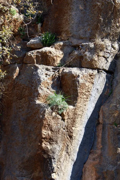 木や草と山の急な岩の亀裂の成長 — ストック写真