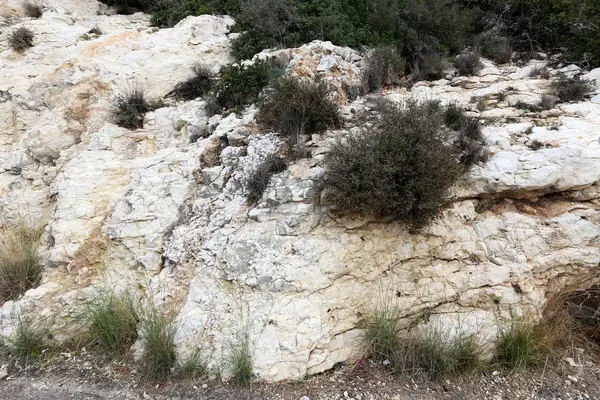 Árvores Grama Cresceram Nas Rachaduras Rochas Íngremes Nas Montanhas — Fotografia de Stock