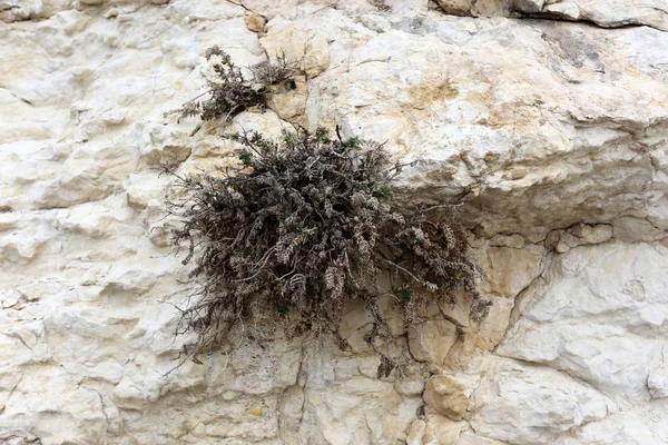 Les Arbres Herbe Poussaient Dans Les Fissures Des Rochers Escarpés — Photo