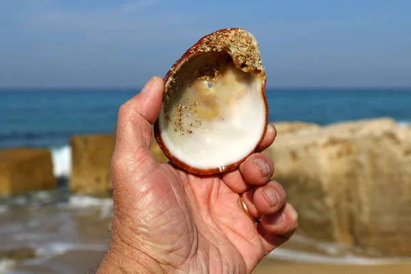 Srail Kuzey Şiddetli Bir Fırtınanın Sonra Akdeniz Sahili — Stok fotoğraf