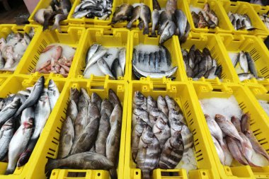 Acre eski şehir içinde çarşı taze balık ve yengeçler satışa sunulmuştur 