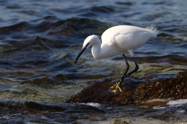 bir büyük beyaz heron küçük balık Akdeniz kıyısında yakalar. 