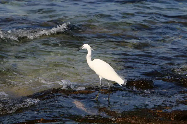 大きい白鷺は 地中海の海岸に小さな魚をキャッチします — ストック写真