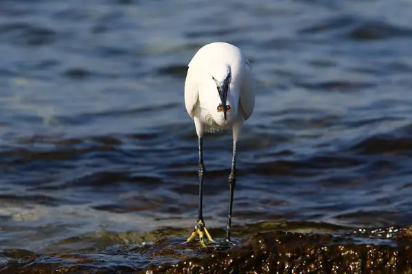 Ein Großer Silberreiher Fängt Kleine Fische Ufer Des Mittelmeeres — Stockfoto