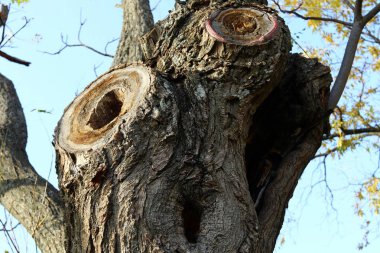 bir sürü ağaç lifleri karakteristik bir desen oluşturmak. 
