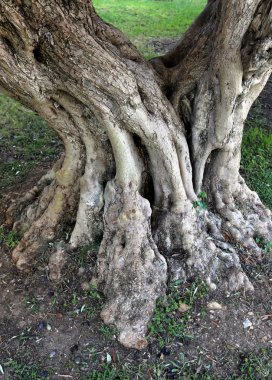 bir sürü ağaç lifleri karakteristik bir desen oluşturmak. 