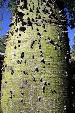 bir sürü ağaç lifleri karakteristik bir desen oluşturmak. 