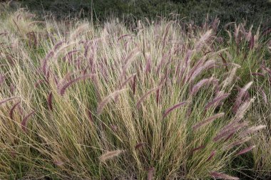 Doğa - doğal çevre bizim habitat, doğa iyi bak! 