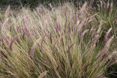 Doğa - doğal çevre bizim habitat, doğa iyi bak! 