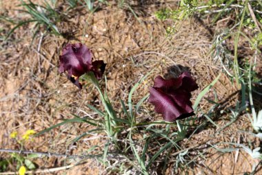 Doğa - doğal çevre bizim habitat, doğa iyi bak! 