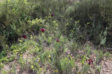 Doğa - doğal çevre bizim habitat, doğa iyi bak! 