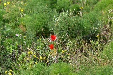 Doğa - doğal çevre bizim habitat, doğa iyi bak! 