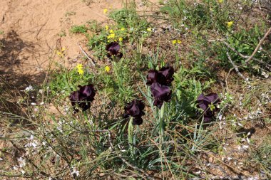 Doğa - doğal çevre bizim habitat, doğa iyi bak! 