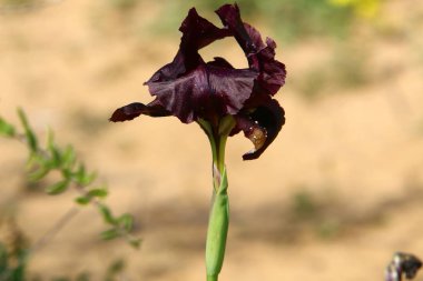 Doğa - doğal çevre bizim habitat, doğa iyi bak! 