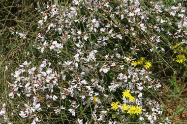 Doğa - doğal çevre bizim habitat, doğa iyi bak! 