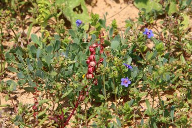 Doğa - doğal çevre bizim habitat, doğa iyi bak! 