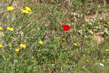 Doğa - doğal çevre bizim habitat, doğa iyi bak! 