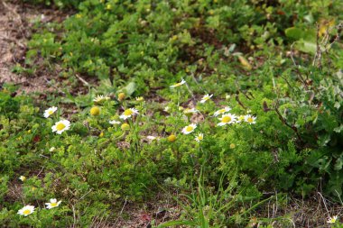 Doğa - doğal çevre bizim habitat, doğa iyi bak! 