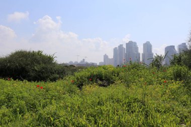 Netanya İsrail, Akdeniz kıyısında bir tatil bir şehirdir. 