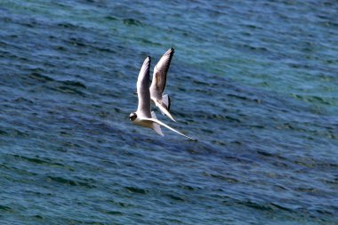 Martılar Akdeniz kıyısında 