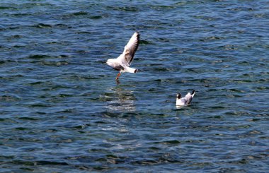 Martılar Akdeniz kıyısında 