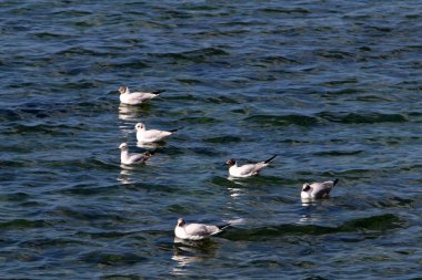 Martılar Akdeniz kıyısında 