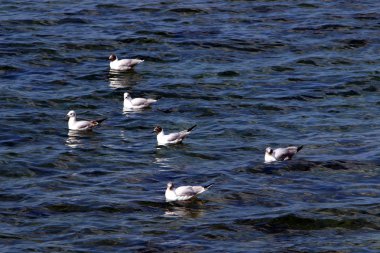 Martılar Akdeniz kıyısında 