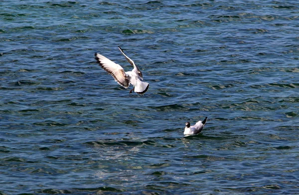 地中海沿岸的海鸥 — 图库照片