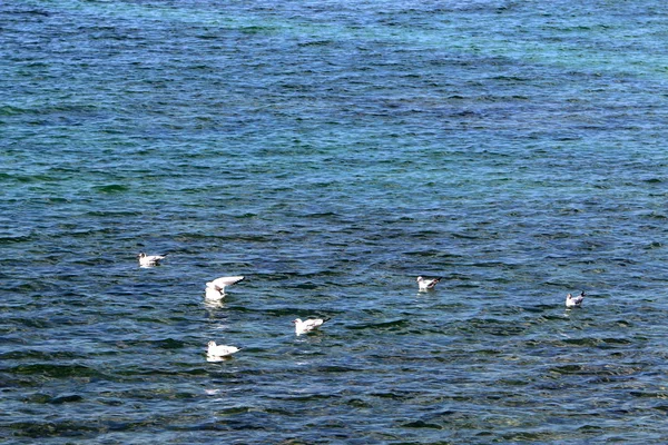 Чайки Берегу Средиземного Моря — стоковое фото