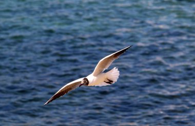 Martılar Akdeniz kıyısında 