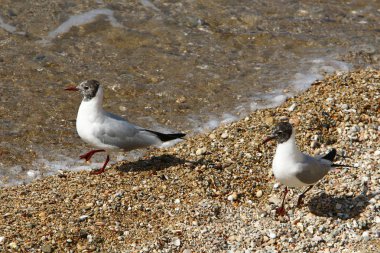 Martılar Akdeniz kıyısında 