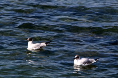 Martılar Akdeniz kıyısında 