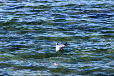 Martılar Akdeniz kıyısında 