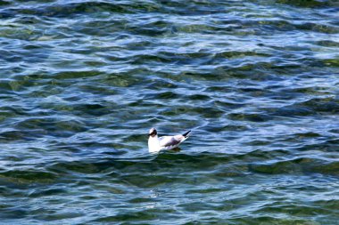 Martılar Akdeniz kıyısında 